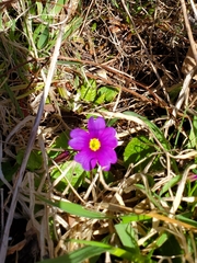 Primula vulgaris rubra