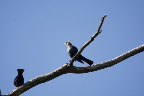 Brown-headed Cowbird photographed in Oklahoma