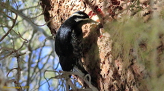 Sphyrapicus thyroideus thyroideus