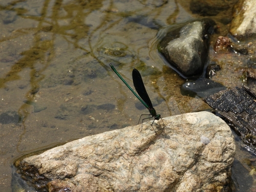 Atrocalopteryx atrata