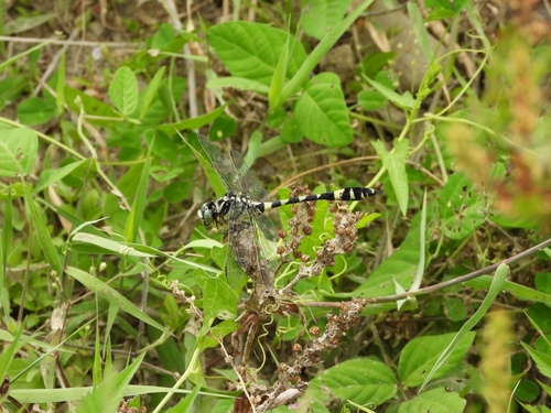 Gomphidia confluens
