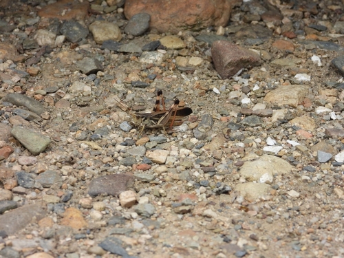 Arcyptera coreana