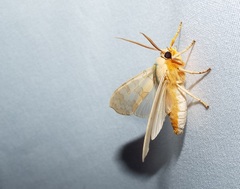 Halysidota tessellaris