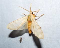 Halysidota tessellaris