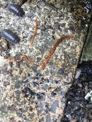 Armadillidium depressum