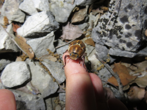 Anoxia australis