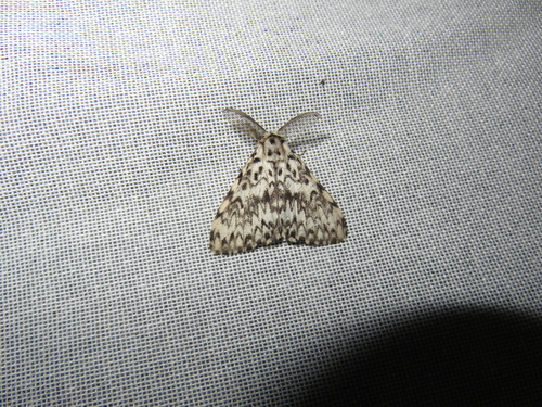 Black Arches