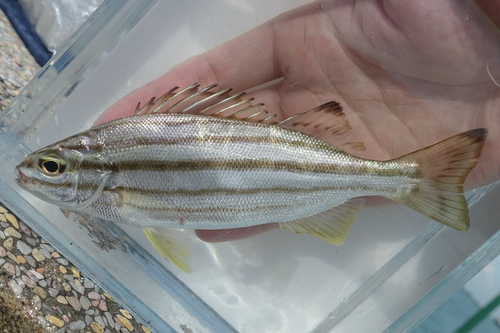 Eastern striped grunter (Helotes sexlineatus) — Terapontidae