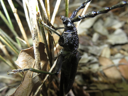 Great capricorn beetle