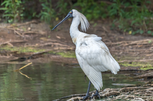 Royal Spoonbill