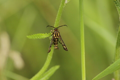 Pyropteron triannuliformis