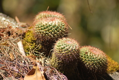 Mammillaria scrippsiana