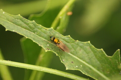 Chloromyia formosa