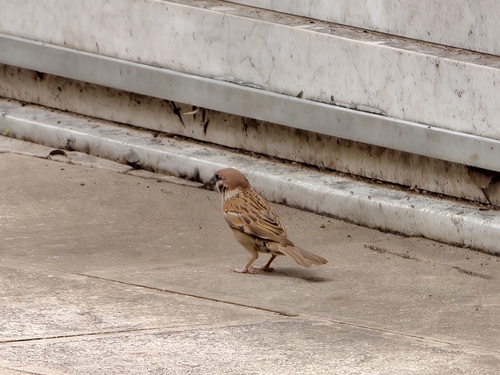 Eurasian Tree Sparrow