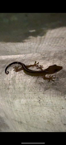 Gekko vittatus observed 2026-06-15