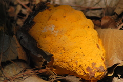 Cronartium conigenum