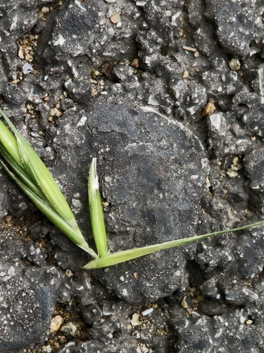 Elymus pendulinus iNat (1)