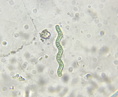 Arthrospira jenneri