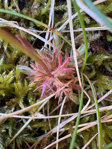 Saxifraga hypnoides, photograph 5
