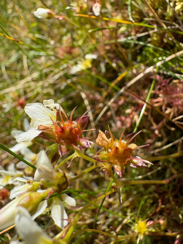 Saxifraga hypnoides, photograph 4