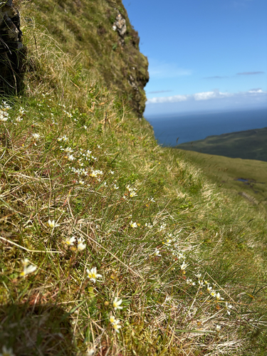 Saxifraga hypnoides, photograph 3
