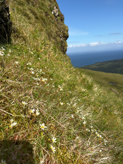 (c) Mark Partington, some rights reserved (CC BY) Saxifraga hypnoides, photograph (c) Mark Partington, some rights reserved (CC BY)