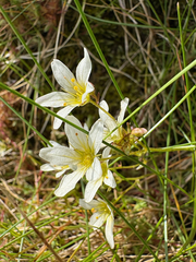 (c) Mark Partington, some rights reserved (CC BY) Saxifraga hypnoides, photograph (c) Mark Partington, some rights reserved (CC BY)