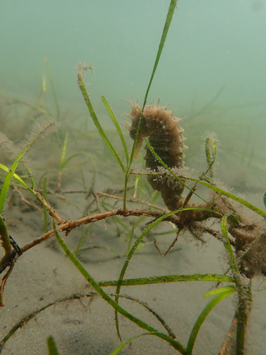 Long-snouted Seahorse