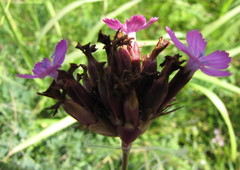 Dianthus andrzejowskianus