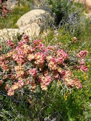 Grayia spinosa