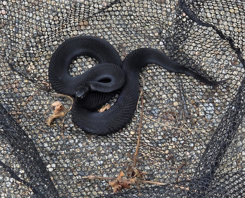 Adder