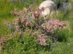 Grayia spinosa