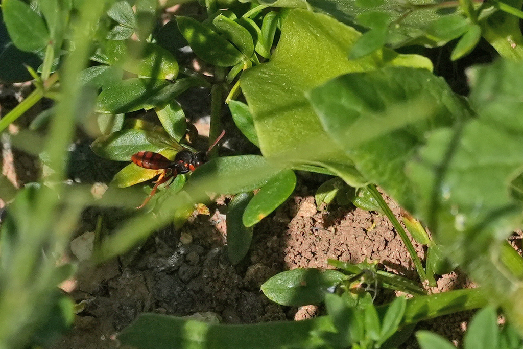 Nomada fenestrata