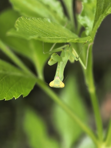 Giant Asian Mantis