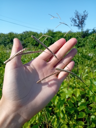 Dallis grass