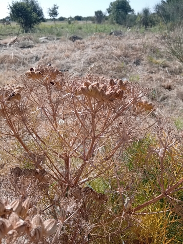 Ferula communis catalaunica