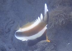 ミナミハタタテダイ