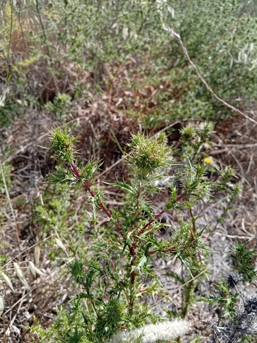 Carlina hispanica