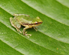 Pristimantis acuminatus