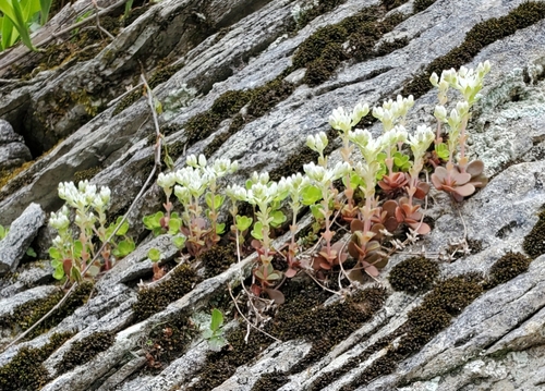 Sedum ternatum
