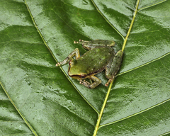 Pristimantis acuminatus