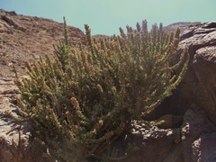 Ophryosporus triangularis