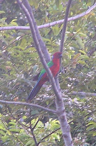 Crimson Shining Parrot (Prosopeia splendens), photo 6