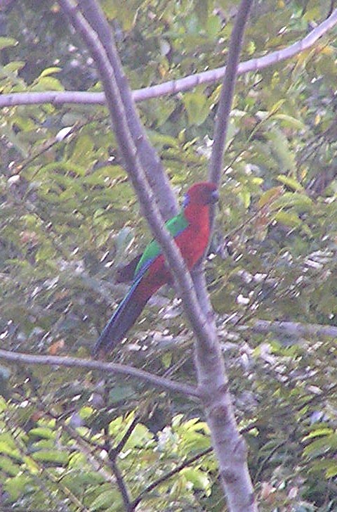 Crimson Shining Parrot (Prosopeia splendens), photo 6