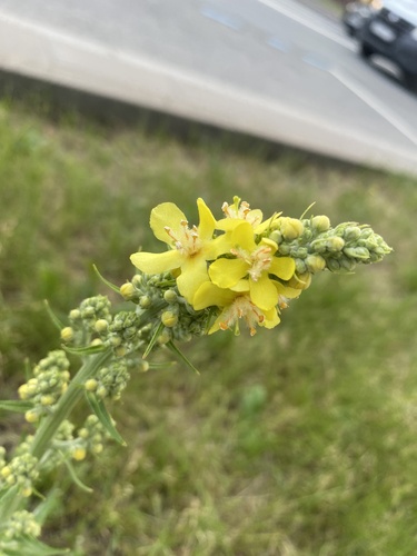 Наблюдение на iNaturalist