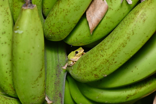 Chinese Tree Toad, Hyla chinensis