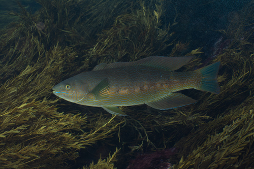 Butterfish (Odax pullus) — Odacidae — 4