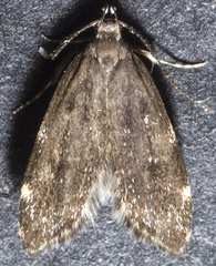 Eido trimaculella