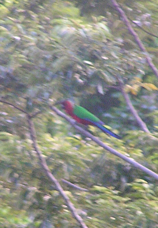 Crimson Shining Parrot (Prosopeia splendens), photo 7
