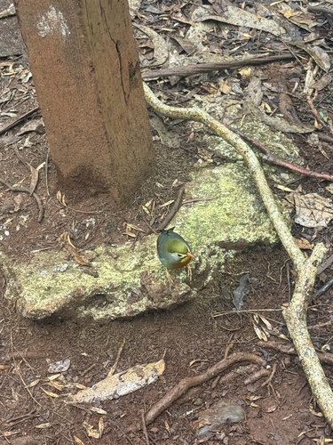 Leiothrix lutea observed 2026-06-14